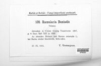 Ramularia buniadis image